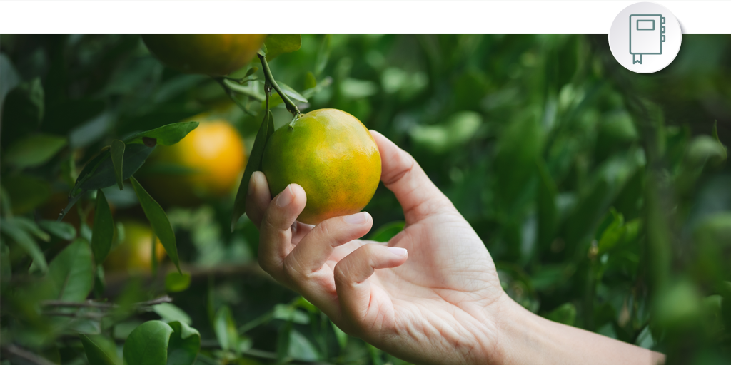 ¿Sabes cuál es la diferencia entre un producto orgánico y otro agroecológico? Aquí te contamos.